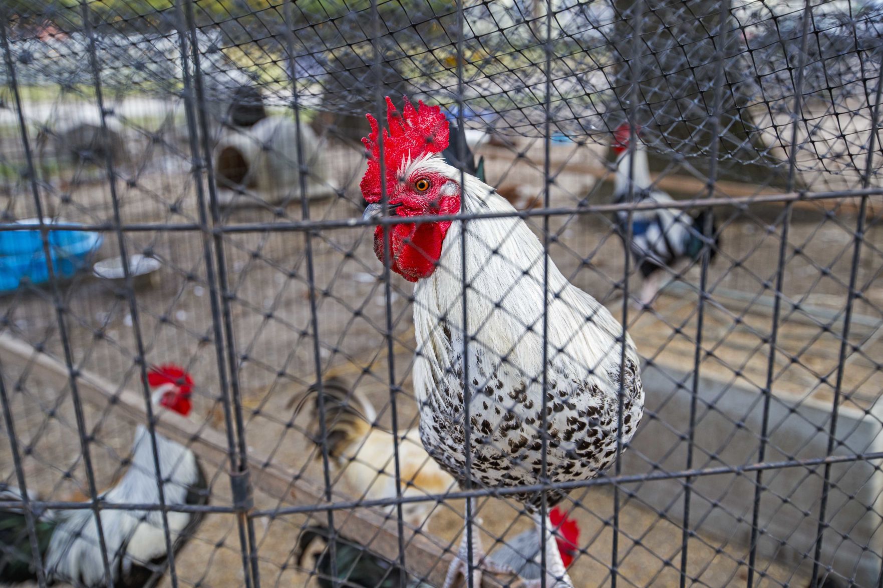 Funny Farm Rescue & Sanctuary